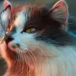 Here's how to clean your cat's ears properly