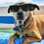 Here’s how to keep your dog safe during a heatwave