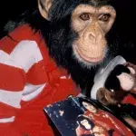 Here’s What Happened To Bubbles, His Poor Chimpanzee