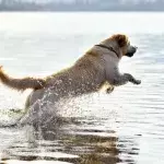 This Heroic Dog Jumps Into Action to Save a Person He Thought Was Drowning