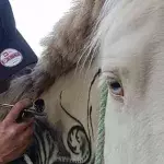 Horse Tattoo