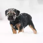 How cold is 'too cold' to be walking your dog this winter?
