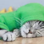 How to make your cat snuggle up with you at night? Follow these simple tips