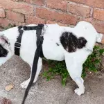This is how often your dog really needs to pee 