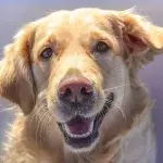 How Should You Take Care Of Your Dog's Teeth?