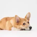 How will Queen Elizabeth’s heartbroken dogs grieve her loss?