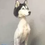 Husky