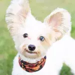 This incredible deaf rescue dog learned to answer commands in sign language (VIDEO)