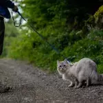 Is it okay to walk your cat on a leash? Here's what the experts say
