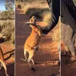 Kangaroo
