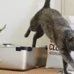 Keep your cat’s litter box stink-free with these simple tips