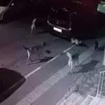 This kitten confronted a pack of dogs.