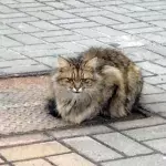 kitty