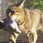 This Klepto Cat Always Brought His Owner Gifts... But He Wasn't Expecting This