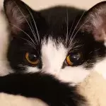 This ‘kleptomaniac’ cat brought her owner the weirdest thing ever, leaving her blushing and ‘mortified’ 