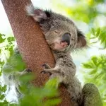 Koalas 