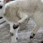 This lamb birth is one in a million for a unique reason