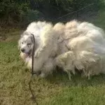 Lazarus the dog had been living outside for seven years