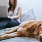 leaving dog alone at home