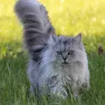 Is letting my cat roam outside worth the risks?