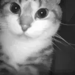 Lil O