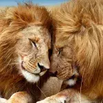 lion