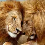 Lions