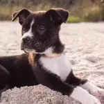 This little dog got lost and travelled dozens of miles to find a forever home 