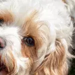 This little dog had to be rushed to a vet after scoffing an entire plate of coronation chicken sandwiches