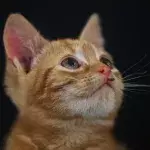Little ginger kitten