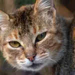 A loving cat with ‘a heart of gold’ was callously abandoned in the cold  