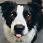 This loving dog was abandoned with a heartbreaking note, you won’t believe what it says