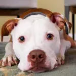 This lucky dog experienced something no less than a miracle