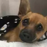 Lucky, the dog who swallowed heroin and was later saved.