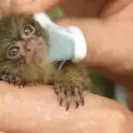marmoset