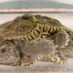 Meet Mary-Kate and Ashley, the two-headed turtle with six legs.