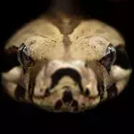 Meet Titan: The largest venomous snake in Australia that is capable of 'killing over 20 men'