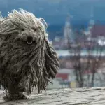 This mistreated dog's makeover will leave you stunned 