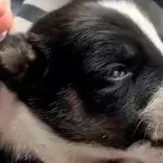 Monkey abducts two-week-old puppy holding it hostage for three days