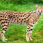 The most expensive cat breed in the world revealed, and its price is eye-watering