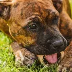 My dog eats grass. Is it safe?