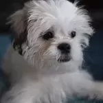 Nearly a hundred starving and abused dogs were rescued from a single house 