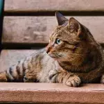 This neglected cat with a ‘one-eye loving stare’ found an amazing new home despite its special needs