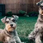 Neglected senior pups Bon Jovi and Rod Stewart suffered a lifetime of abuse and need your help