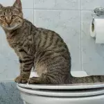 never flush pet's poo down the toilet