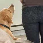 No better pairing than a white dog and black pants