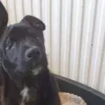 No eyed dog desperately seeks a loving home