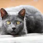 Not enjoying dead animals your cat brings you? Find out why they do it and how to make it stop 