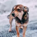 Oh! So loyal!: Stray dog refuses to leave injured pregnant dog alone