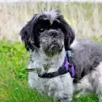 Oldest Dog looking for a new loving home